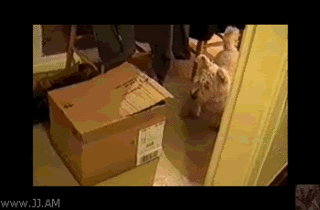 Name:  Surprise_cat_attack.gif
Views: 151
Size:  497.4 KB