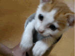 Name:  kitty-pop.gif
Views: 104
Size:  390.6 KB