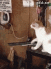 The kitten &amp; cat thread-s6cdkwq.gif