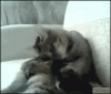 The AI-generated cat pictures thread-cat_attacks_himself.gif