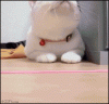 The AI-generated cat pictures thread-cat_teased.gif