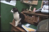 The AI-generated cat pictures thread-cat_jumps.gif