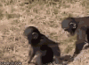 The AI-generated cat pictures thread-aac289eb-baed-4c9e-8679-1122783f2b72.gif